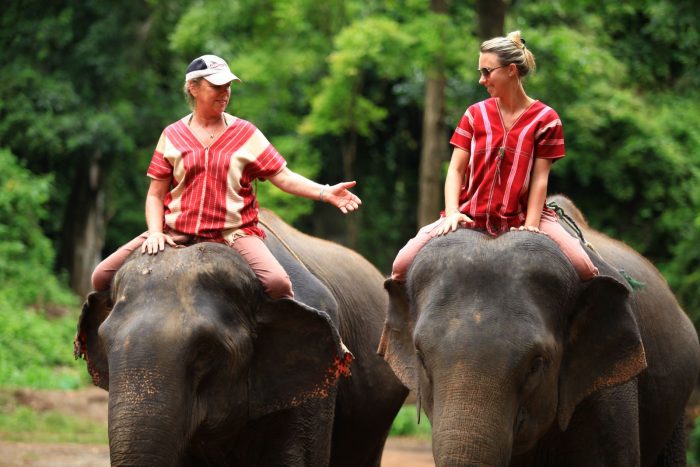 Cưỡi voi - Tất tần tật kinh nghiệm du lịch Chiang Mai Thái Lan