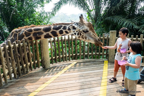 Hướng dẫn đi lại ở Singapore Zoo