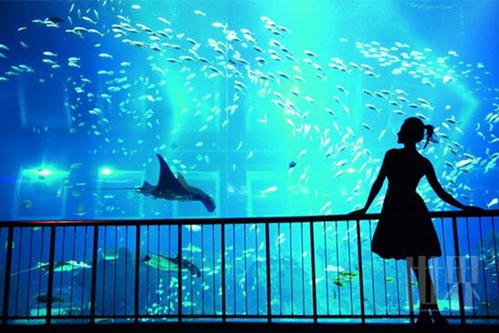 Công viên thủy cung lớn nhất thế giới sea aquarium