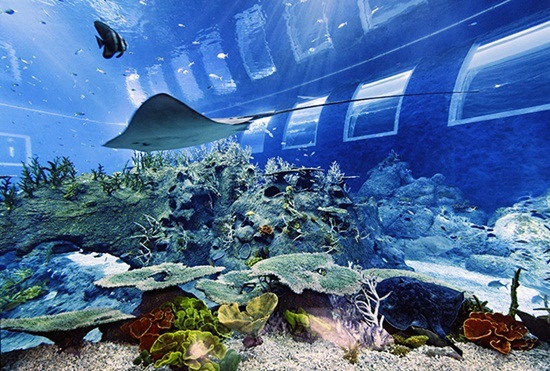 Khám phá thủy cung lớn nhất thế giới sea aquarium