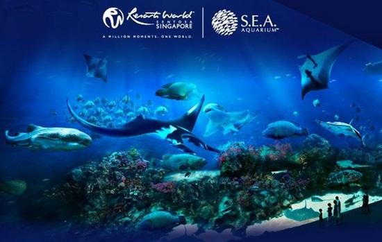 Sea aquarium singapore với những khoảnh khắc khám phá đáy biển cực kỳ thú vị