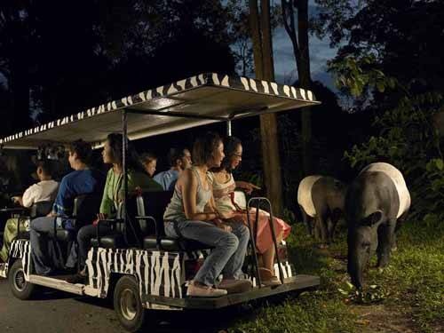 Sở thú ở Singapore nơi bé tham quan các loài hoang dã