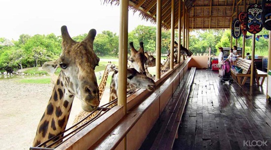 Kinh nghiệm du lịch tại vườn sở thú safari world bangkok
