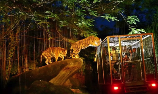 Hướng dẫn tham quan vườn thú Singapore Zoo, Night Safari và Jurong Bird Park