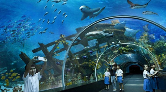 Có nên đi sea aquarium - Thủy cung lớn nhất ở Singapore