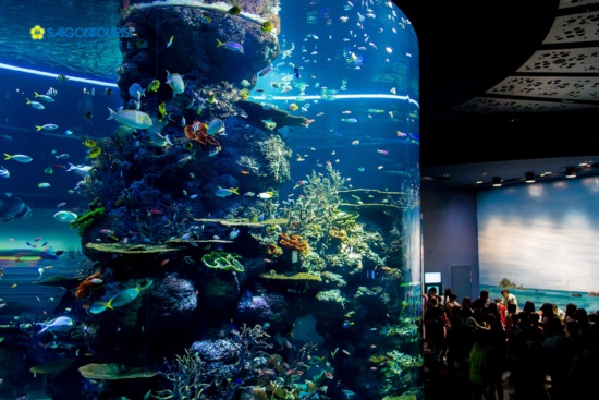 Sea aquarium ở singapore có gì hay ?