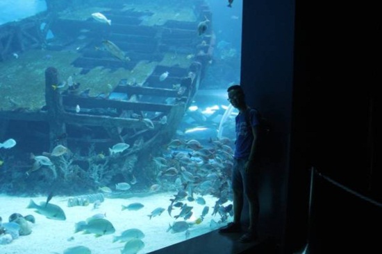 Tham quan sea aquarium singapore cùng Kite Travel