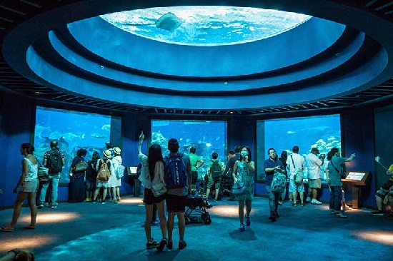 Giá vé sea aquarium singapore - Thủy cung lớn nhất thế giới