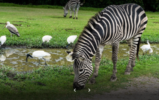 Vườn thú safari world bangkok thái lan
