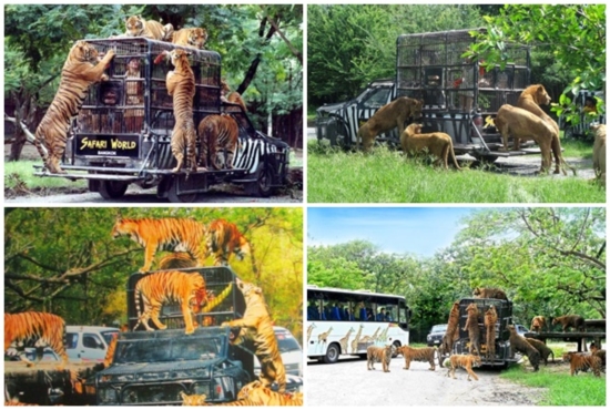 Cách đi công viên safari world bangkok Thái Lan