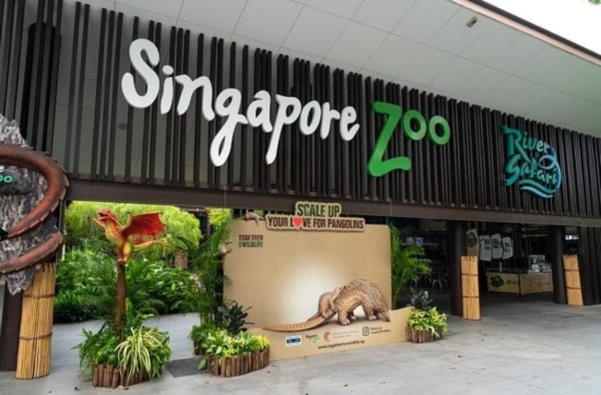 Những lưu ý cần biết khi đi Singapore Zoo
