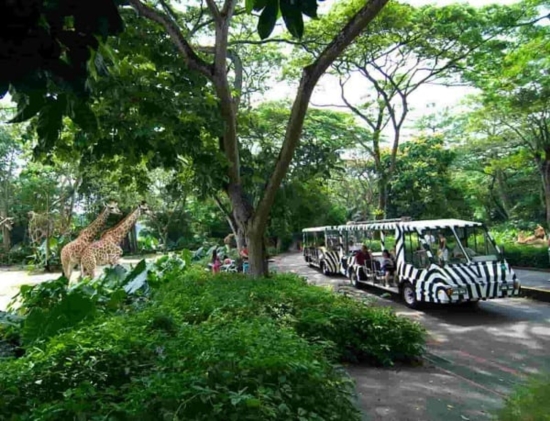 Chơi gì ở singapore zoo