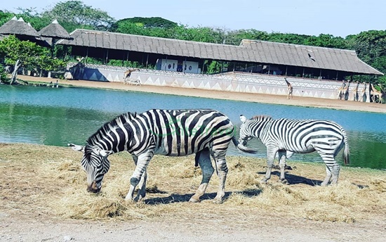 vườn thú safari bangkok thailand