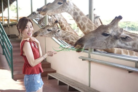 Chơi gì ở Safari Bangkok ?