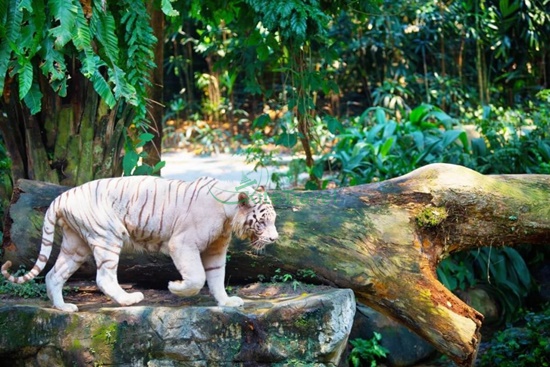 tham quan Singapore Zoo