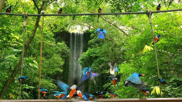 ve-singapore-jurong-bird-park - Vé Vườn Chim Jurong Singapore