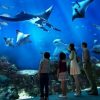 Vé S.E.A Sea Aquarium Singapore
