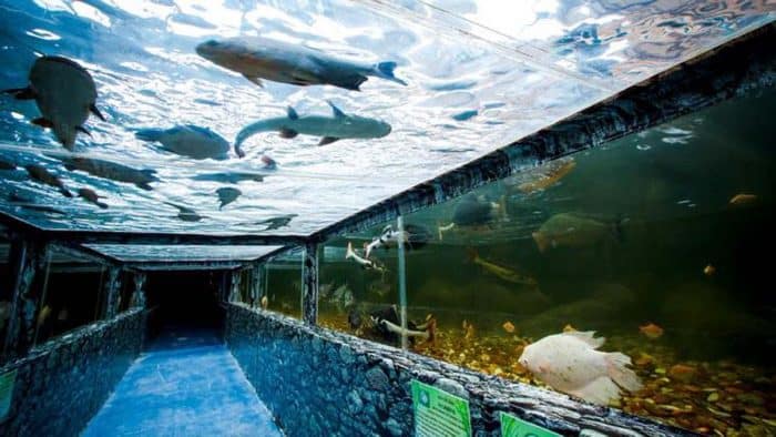 Vé tham quan thủy cung Chiang Mai Zoo Aquarium