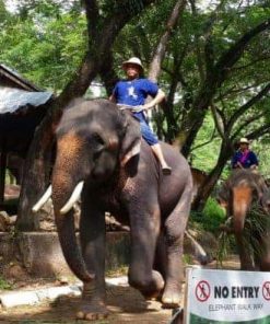 Tour cưỡi voi 1 ngày ở Chiang Mai- One Day Elephant Safari Tour
