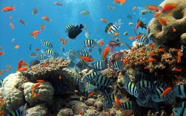 Kết quả hình ảnh cho ngắm san hô phú quốc