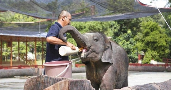 khu bảo tồn voi Kuala Gandah