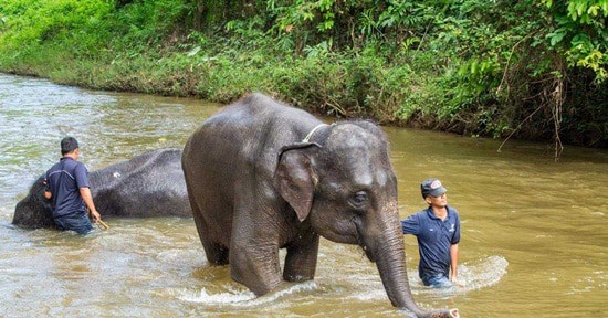 khu bảo tồn voi Kuala Gandah