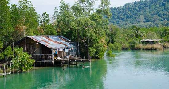 Đi Kayak Tham Quan Rừng Ngập Mặn Krabi