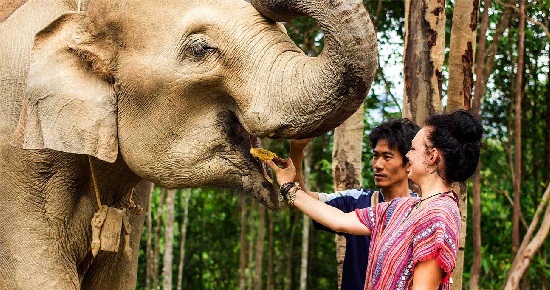 Tour Elephant Jungle Sanctuary Pattaya