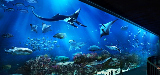 Kinh nghiệm tham quan thủy cung sea aquarium singapore