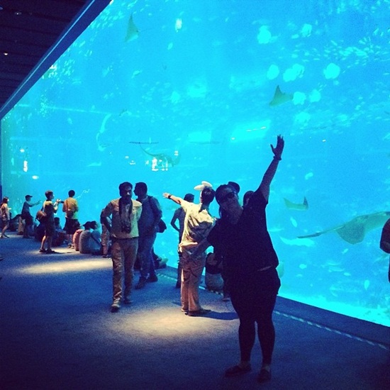 Cùng ngắm nhìn hơn 50.000 loài sinh vật sống dưới nước tại sea aquarium singapore