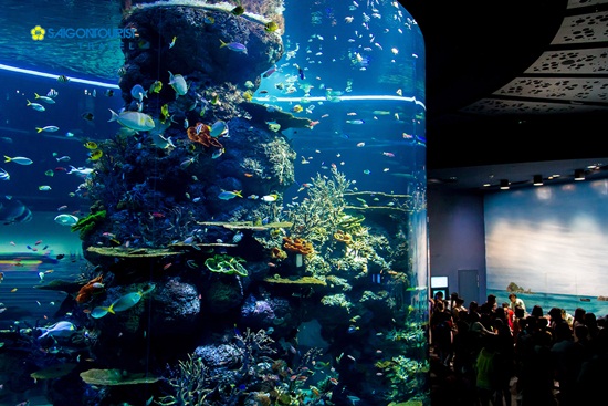 Khám phá thủy cung lớn nhất thế giới sea aquarium