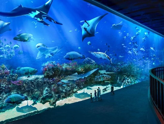 Tham quan sea aquarium singapore mất bao lâu