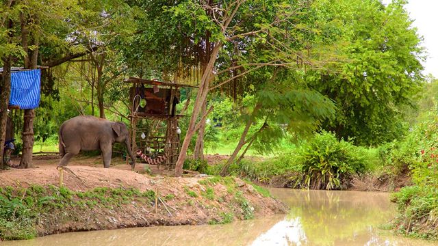 Vé Pattaya Elephant Village
