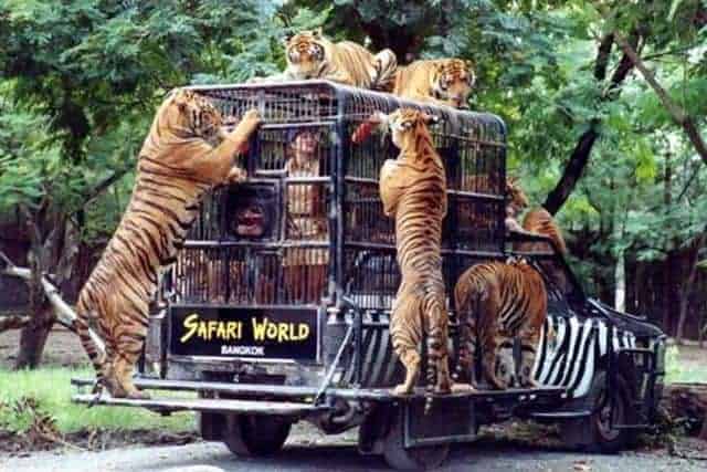 Vé Safari World Bangkok - Tham quan vườn thú mở lớn nhất châu Á