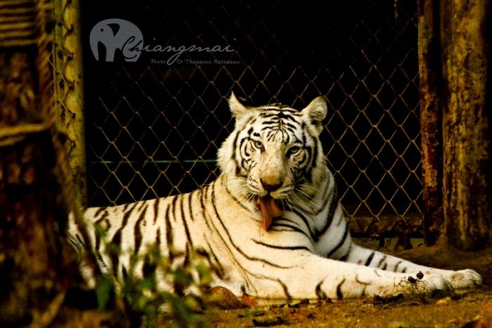 Vé tham quan vườn thú đêm Chiang Mai - Chiang Mai Night Safari