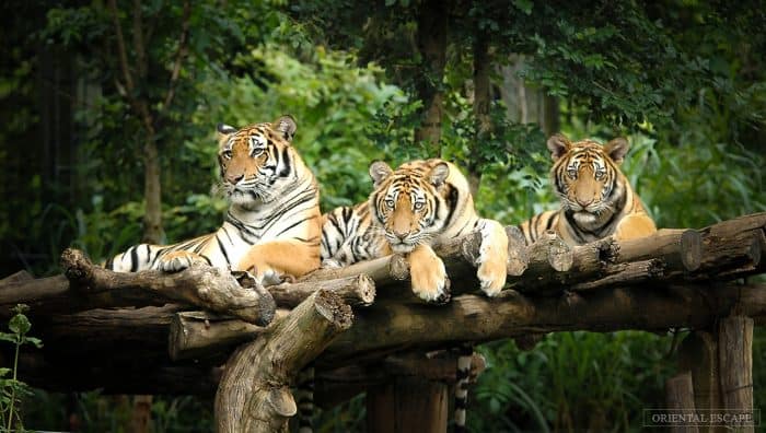 Vé tham quan vườn thú đêm Chiang Mai - Chiang Mai Night Safari
