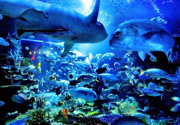 Vé tham quan thủy cung Chiang Mai Zoo Aquarium