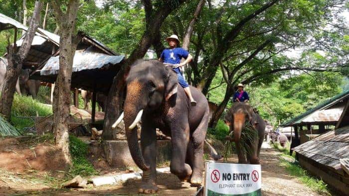 Tour cưỡi voi 1 ngày ở Chiang Mai- One Day Elephant Safari Tour
