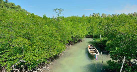 Đi Kayak Tham Quan Rừng Ngập Mặn Krabi