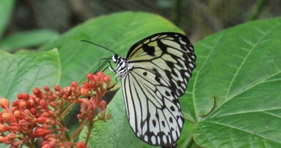 Vé Butterfly Park và Insect Kingdom Singapore