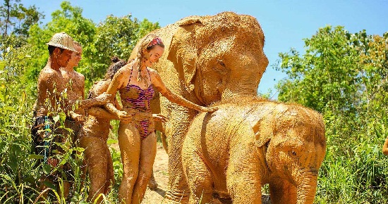 Tour Elephant Jungle Sanctuary Pattaya