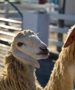 Vé nông trại Cừu Thụy Sĩ ở Pattaya